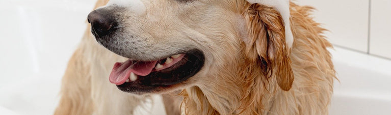 Vet's Best Flea Shampoo For Dogs