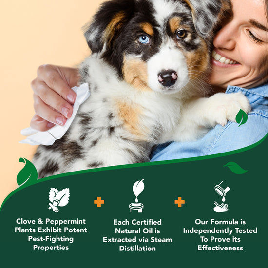 Dog Flea & Tick Wipes | Vet’s Best