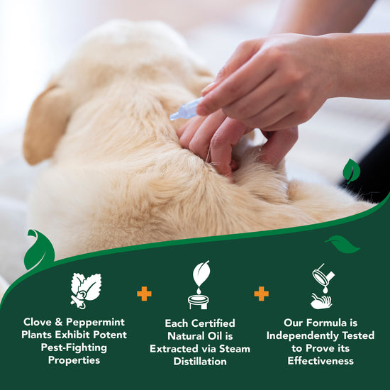 Flea & Tick Spot-On for Large Dogs directions