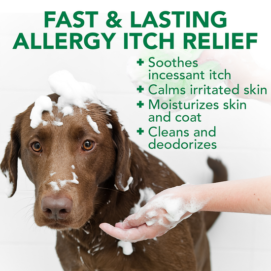 Dog shampoo for people with allergies clearance