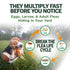 vet's best yard spray flea life cycle