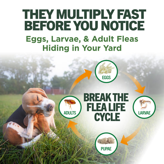 vet's best yard spray flea life cycle